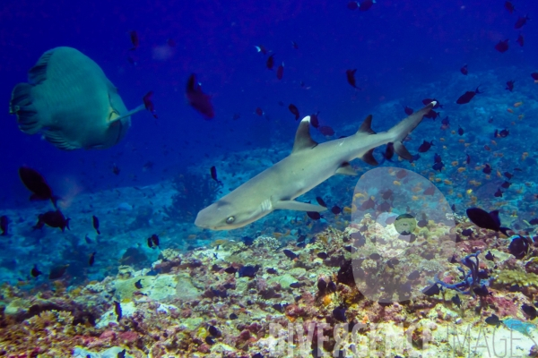 Requins - Maldives