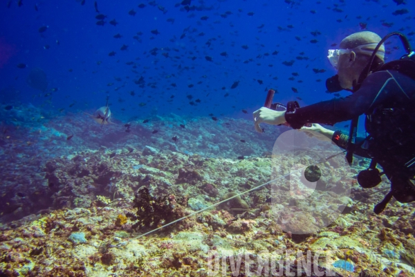 Requins - Maldives