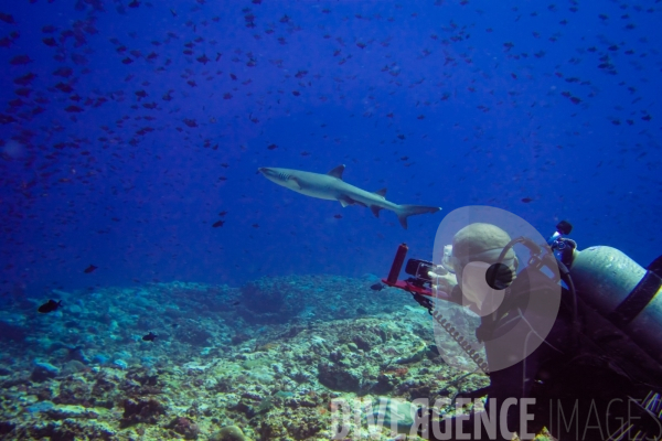 Requins - Maldives