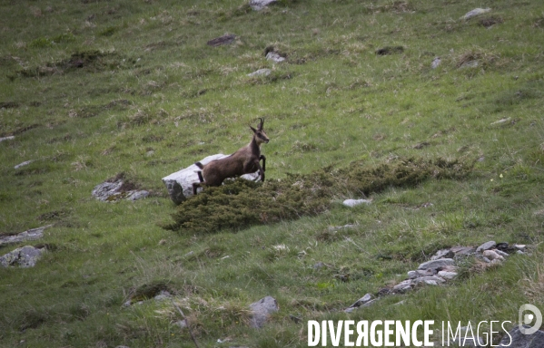 Mathieu Pujol Photographe animalier