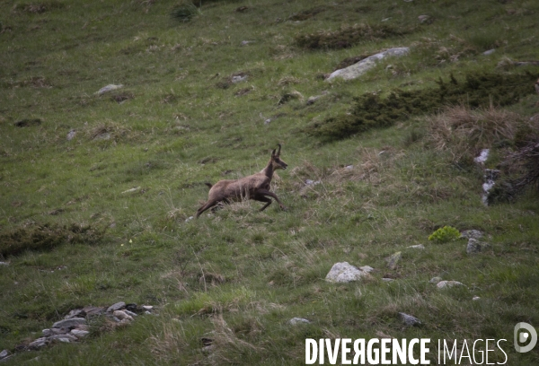 Mathieu Pujol Photographe animalier