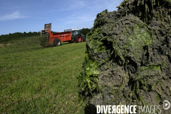Ramassage des algues vertes