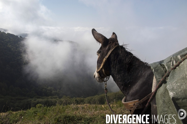 Les Pyrénées Au Pas de l Ane..