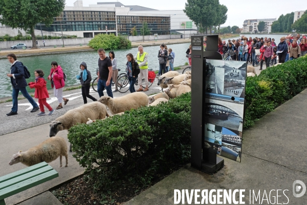 Visite-promenade en compagnie des bergers urbains a travers Saint Denis, pour decouvrir son patrimoine lors  des journees europeennes du patrimoine.