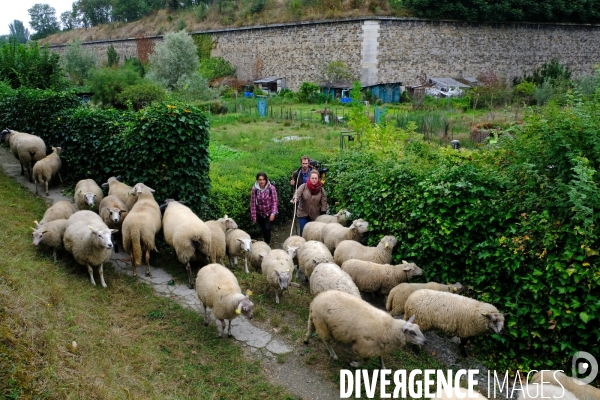 Visite-promenade en compagnie des bergers urbains a travers Saint Denis, pour decouvrir son patrimoine lors  des journees europeennes du patrimoine.