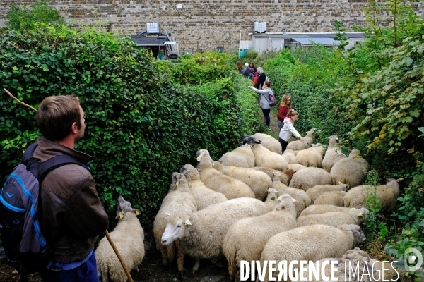 Visite-promenade en compagnie des bergers urbains a travers Saint Denis, pour decouvrir son patrimoine lors  des journees europeennes du patrimoine.