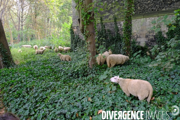 Visite-promenade en compagnie des bergers urbains a travers Saint Denis, pour decouvrir son patrimoine lors  des journees europeennes du patrimoine.