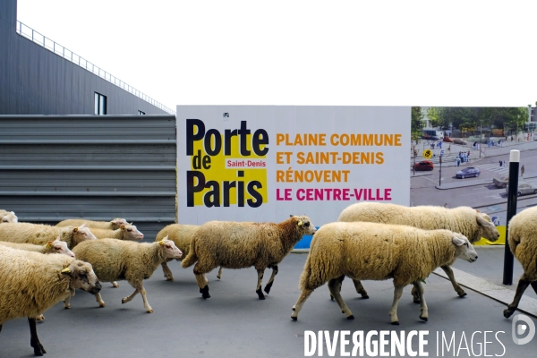 Visite-promenade en compagnie des bergers urbains a travers Saint Denis, pour decouvrir son patrimoine lors  des journees europeennes du patrimoine.