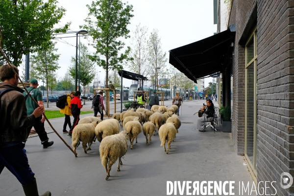 Visite-promenade en compagnie des bergers urbains a travers Saint Denis, pour decouvrir son patrimoine lors  des journees europeennes du patrimoine.