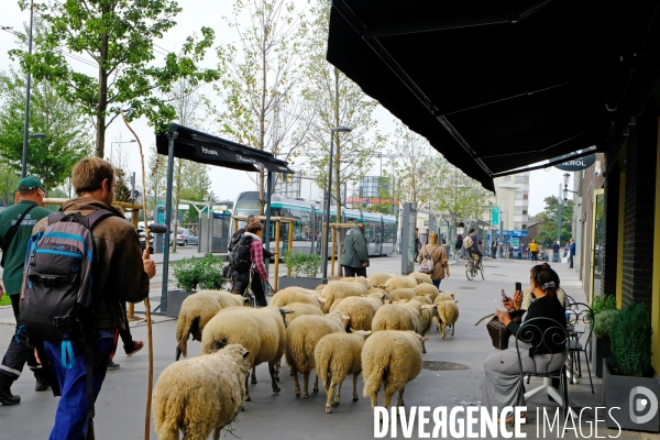 Visite-promenade en compagnie des bergers urbains a travers Saint Denis, pour decouvrir son patrimoine lors  des journees europeennes du patrimoine.