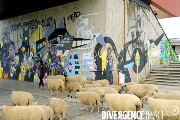 Visite-promenade en compagnie des bergers urbains a travers Saint Denis, pour decouvrir son patrimoine lors  des journees europeennes du patrimoine.