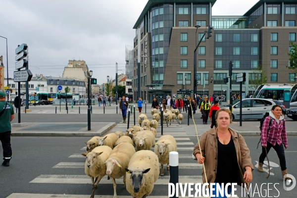 Visite-promenade en compagnie des bergers urbains a travers Saint Denis, pour decouvrir son patrimoine lors  des journees europeennes du patrimoine.
