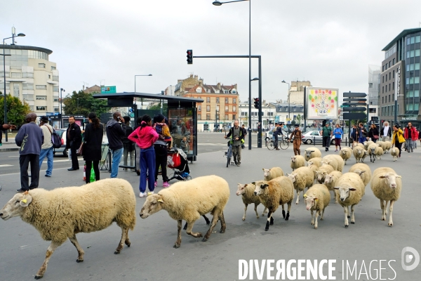 Visite-promenade en compagnie des bergers urbains a travers Saint Denis, pour decouvrir son patrimoine lors  des journees europeennes du patrimoine.