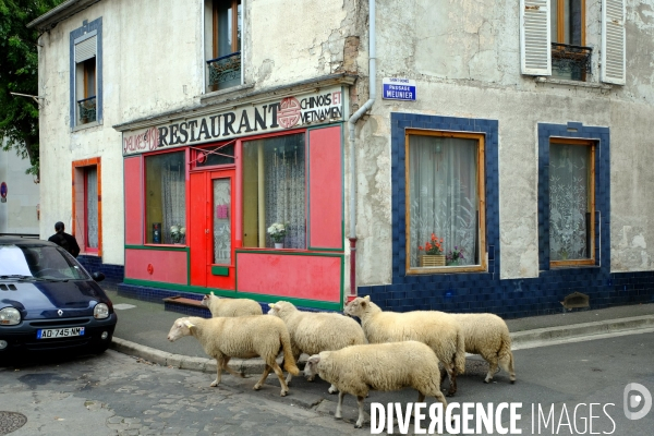 Visite-promenade en compagnie des bergers urbains a travers Saint Denis, pour decouvrir son patrimoine lors  des journees europeennes du patrimoine.
