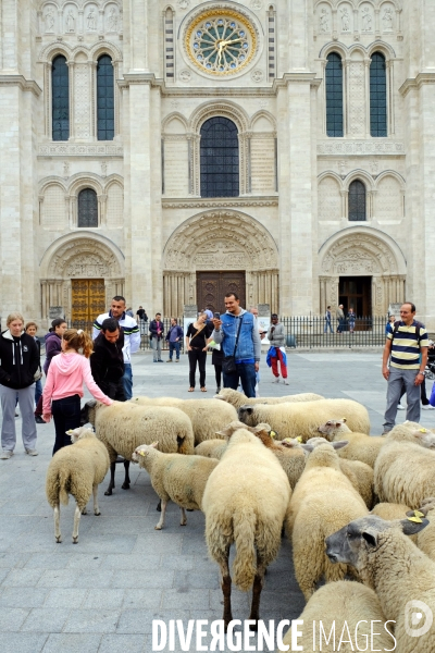 Visite-promenade en compagnie des bergers urbains a travers Saint Denis, pour decouvrir son patrimoine lors  des journees europeennes du patrimoine.