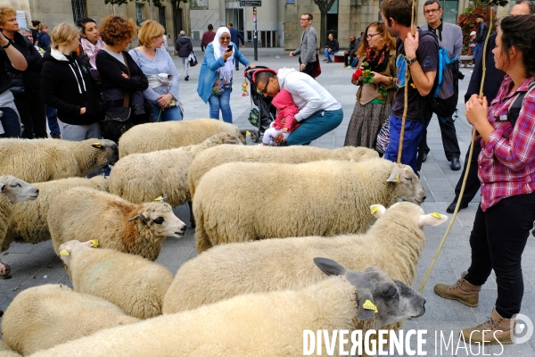 Visite-promenade en compagnie des bergers urbains a travers Saint Denis, pour decouvrir son patrimoine lors  des journees europeennes du patrimoine.