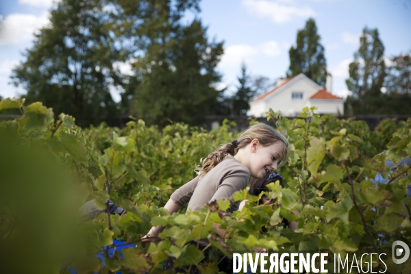 Vendanges sur les coteaux de la Loire.