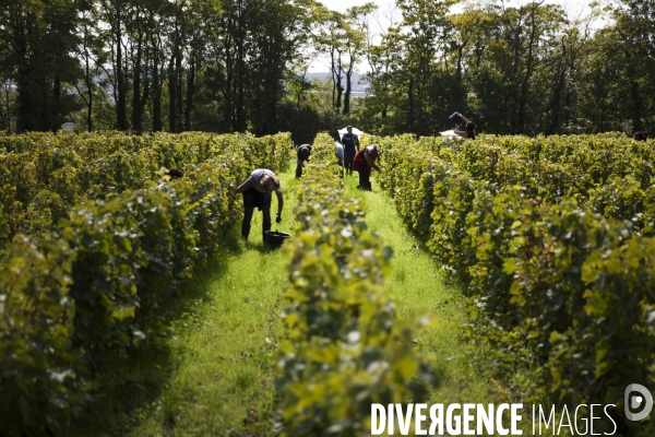 Vendanges sur les coteaux de la Loire.