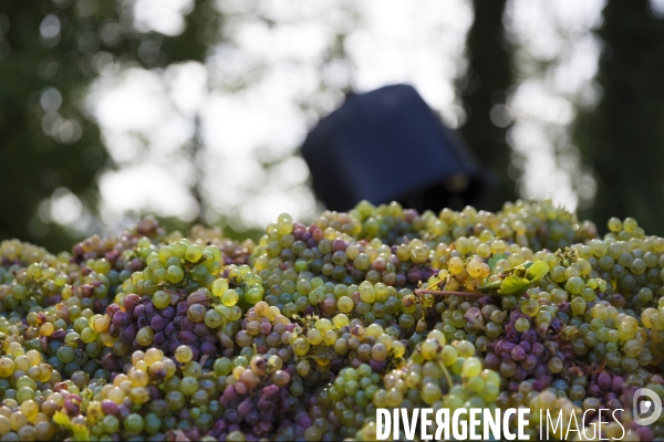 Vendanges sur les coteaux de la Loire.