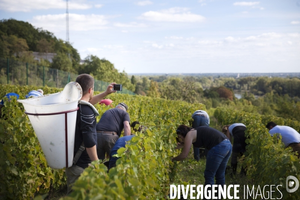 Vendanges sur les coteaux de la Loire.