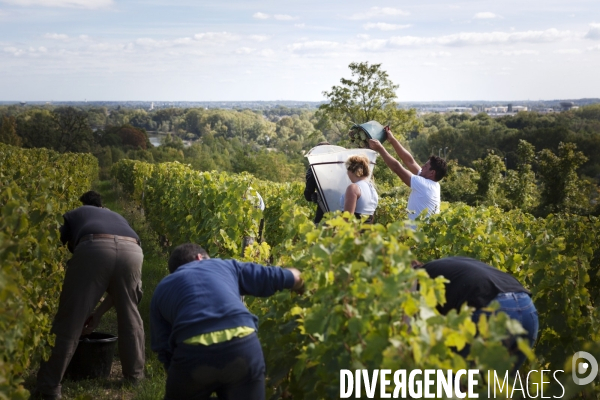 Vendanges sur les coteaux de la Loire.