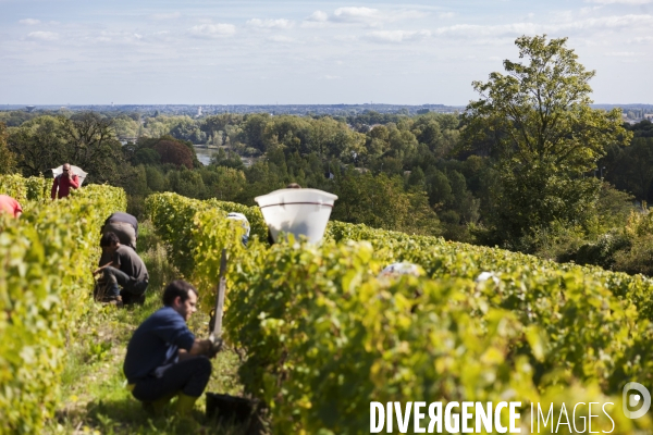 Vendanges sur les coteaux de la Loire.