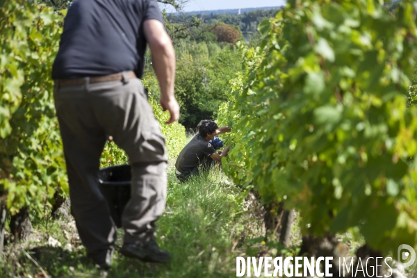 Vendanges sur les coteaux de la Loire.