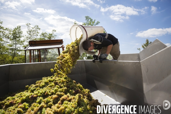 Vendanges sur les coteaux de la Loire.