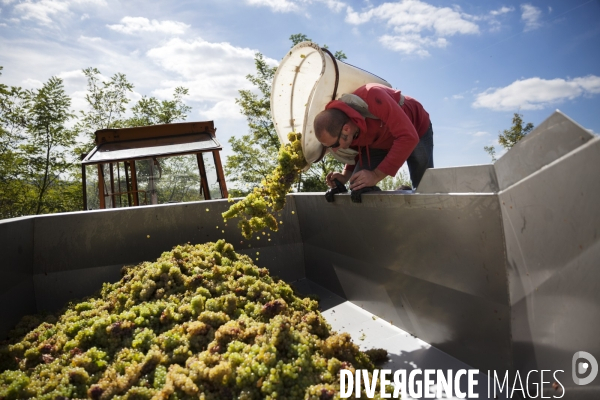 Vendanges sur les coteaux de la Loire.