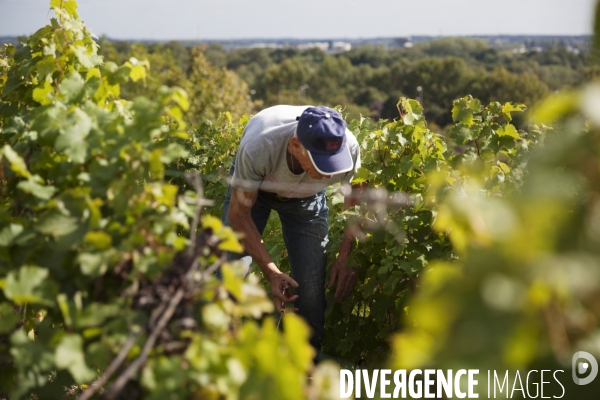 Vendanges sur les coteaux de la Loire.