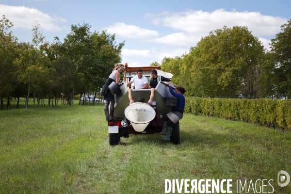 Vendanges sur les coteaux de la Loire.