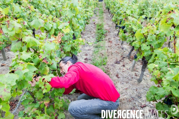 Vendanges 2016