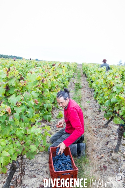 Vendanges 2016