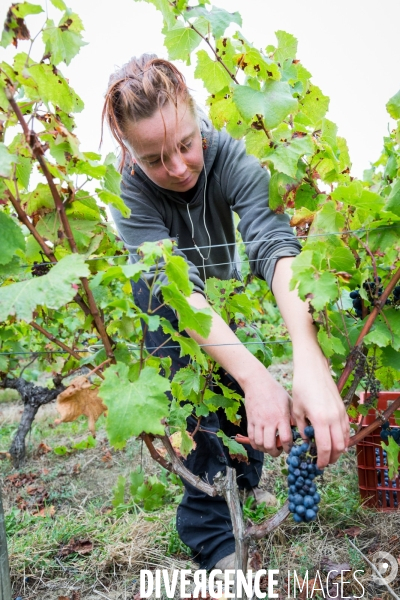 Vendanges 2016