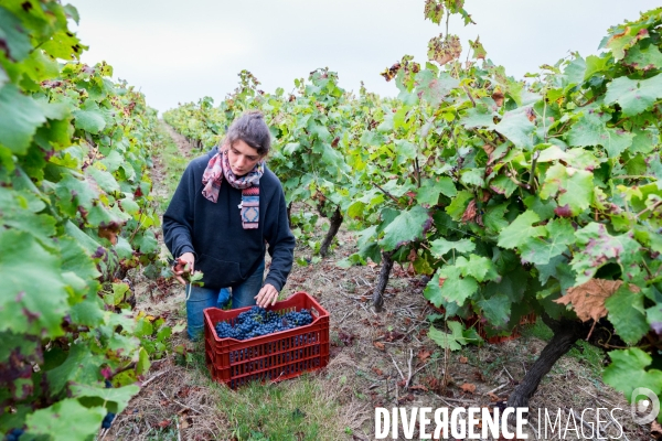 Vendanges 2016