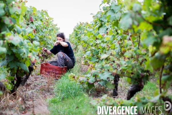 Vendanges 2016