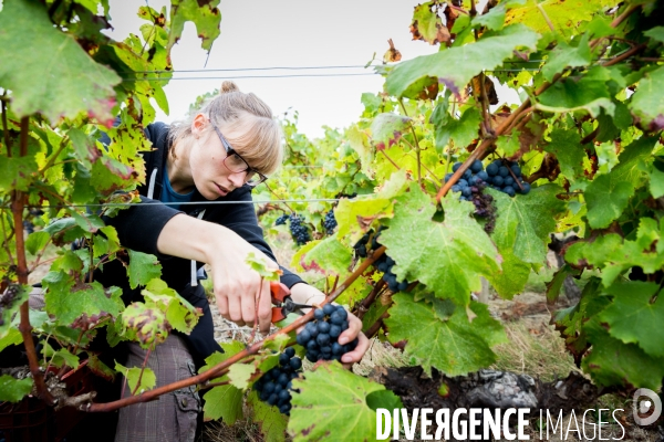 Vendanges 2016