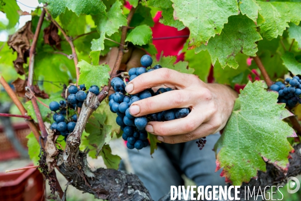 Vendanges 2016