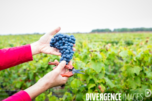 Vendanges 2016