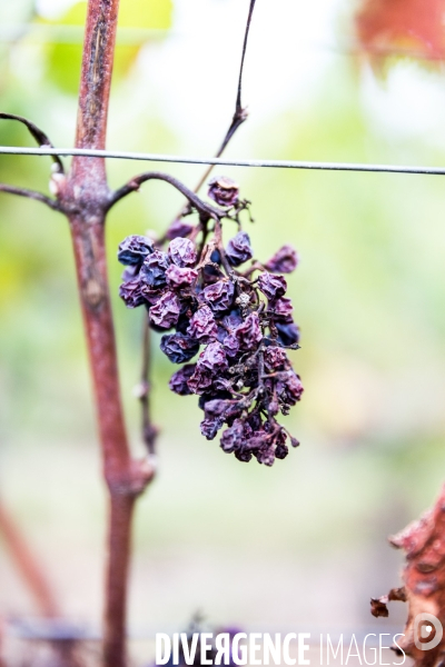 Vendanges 2016