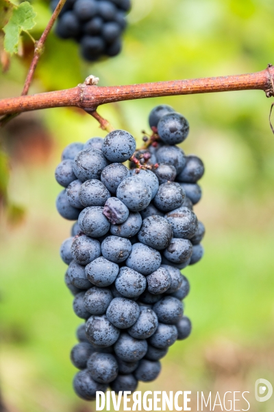 Vendanges 2016