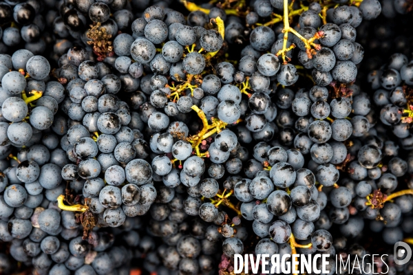 Vendanges 2016