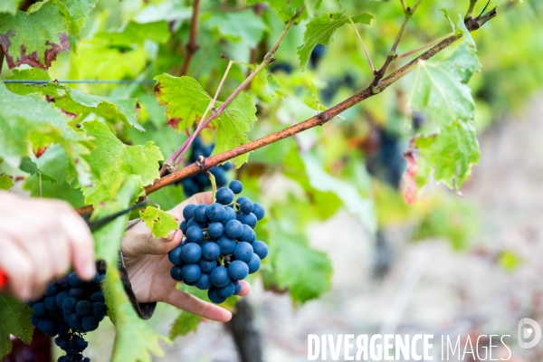 Vendanges 2016