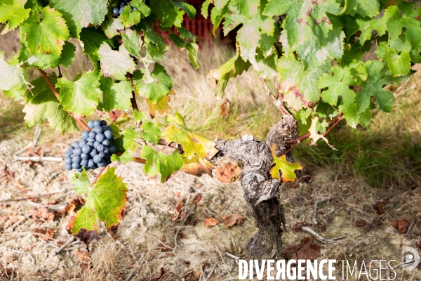 Vendanges 2016