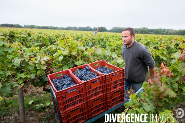 Vendanges 2016