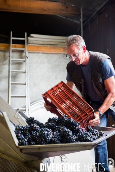 Vendanges 2016