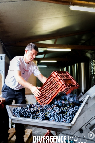 Vendanges 2016