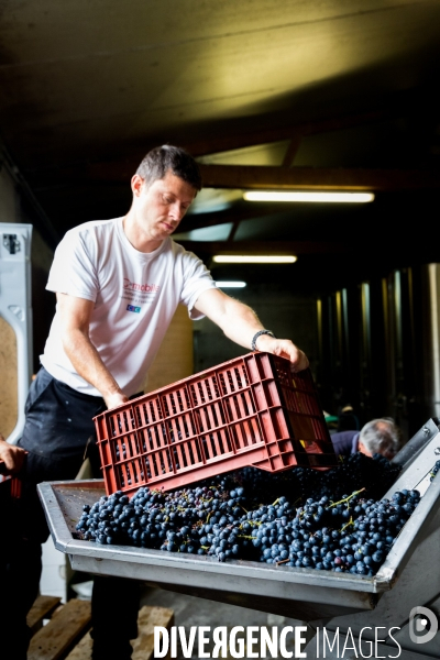 Vendanges 2016