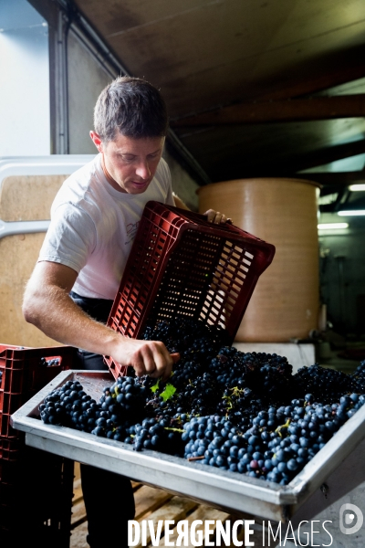 Vendanges 2016