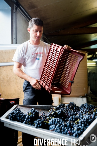 Vendanges 2016